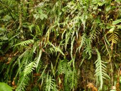 Lecanopteris scandens. Plants growing on a bank with a mixture of undivided sterile fronds and pinnatifid fertile fronds.
 Image: L.R. Perrie © Te Papa CC BY-NC 3.0 NZ